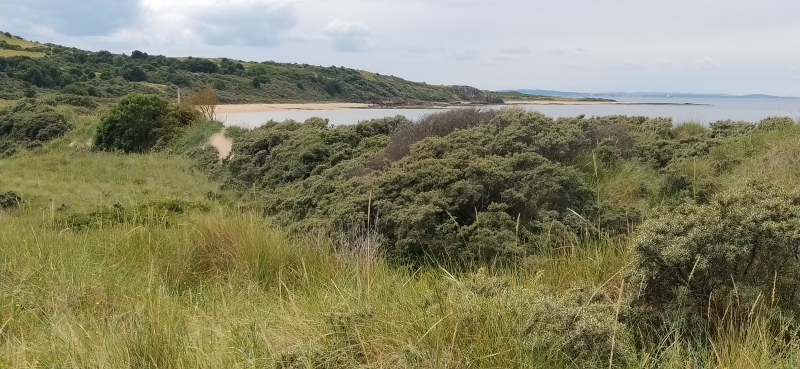 Gullane Bents